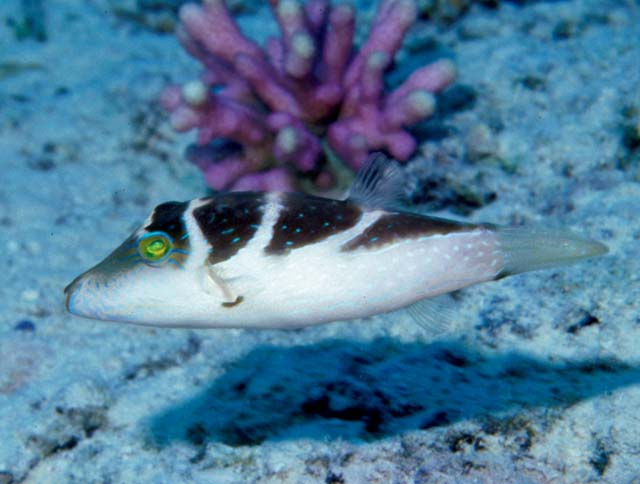  Canthigaster coronata (Crowned Toby)
